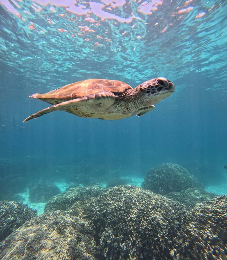 Oman: Snorkeling Trip at Daymaniyat Islands - The shaded boat ride: comfort that actually helps