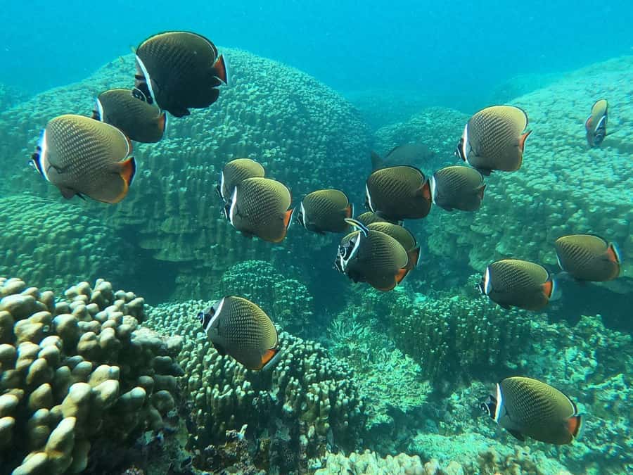 Oman: Snorkeling Trip at Daymaniyat Islands - Snorkeling on multiple reef spots for turtles and coral views