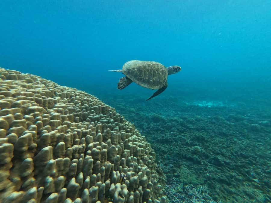 Oman: Snorkeling Trip at Daymaniyat Islands - GoPro photography, snacks, and the little details that make it feel easy