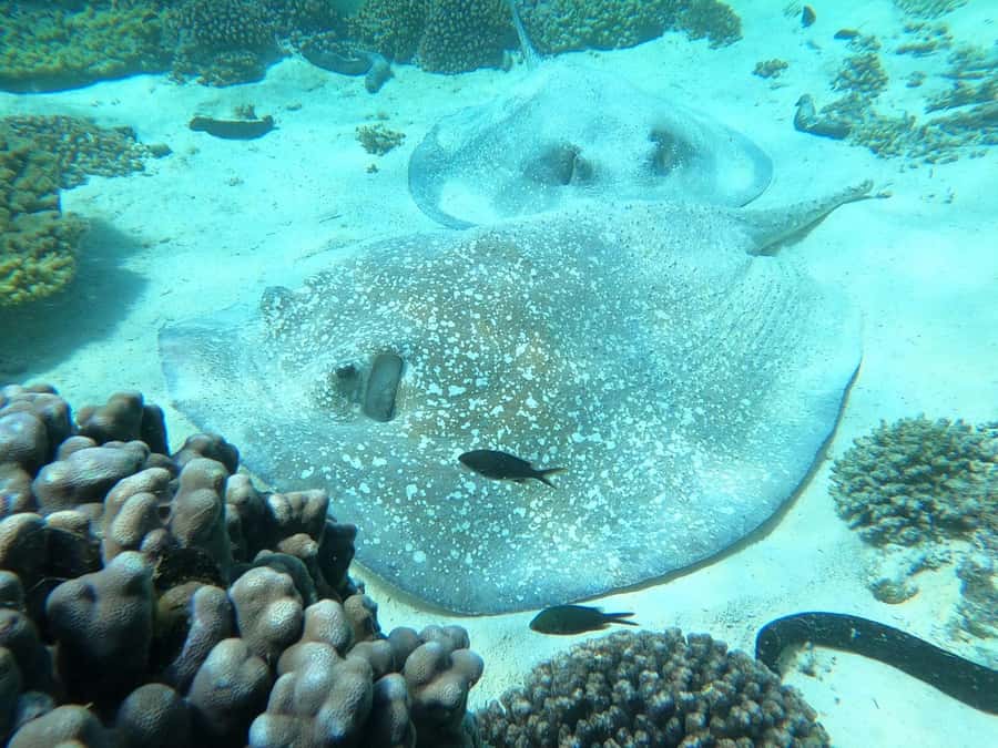 Oman: Snorkeling Trip at Daymaniyat Islands - Who should go, and who should skip this one