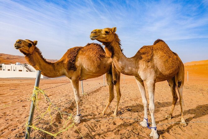 Private 2 Days 1 Night Wahiba Sands Desert and Wadi Bani Khalid Tour - Guide energy matters more than you think