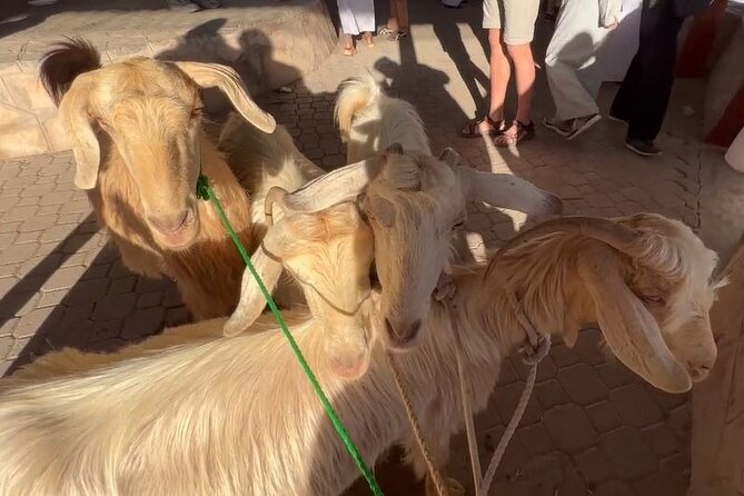 Private Friday Cattle Market-Nizwa and Jebel Akhdar-Full-Day Tour - Nizwa Souq and Nizwa Fort, a smart cultural pairing
