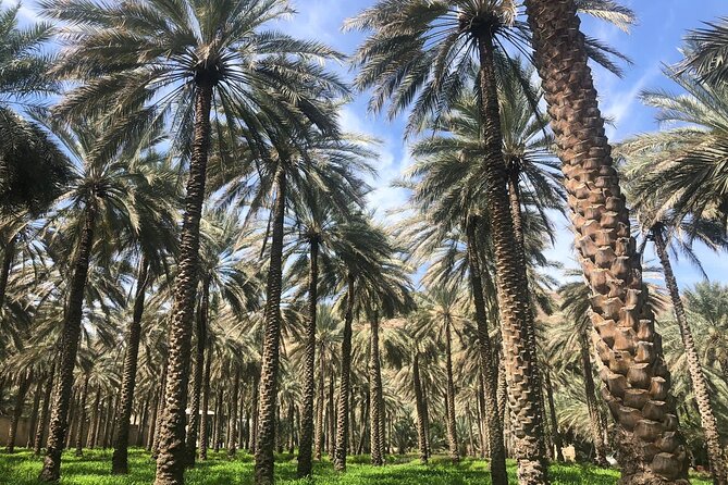 Private Friday Cattle Market-Nizwa and Jebel Akhdar-Full-Day Tour - Diana’s Viewpoint, cliff-edge terraces with a 1986 connection
