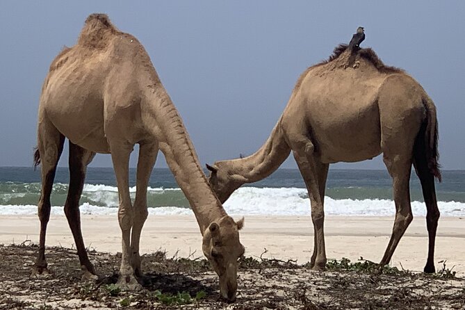 Private Guided Tour to West Beaches of Salalah - Al Mughsail Beach and the Flamingo Lagoon Stop