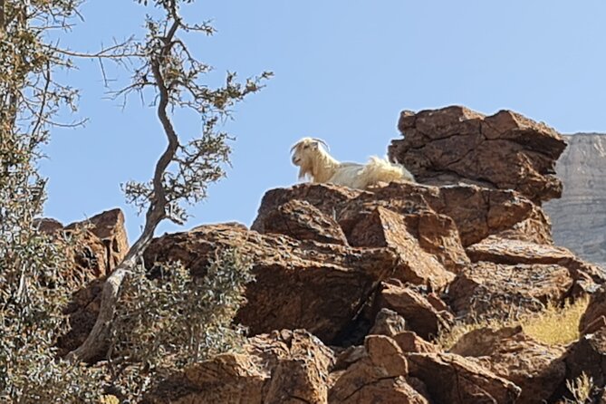 Private Overnight Nizwa & Jebel Akhdar Tour from Muscat - Price and Logistics: Does $551 per Person Add Up?