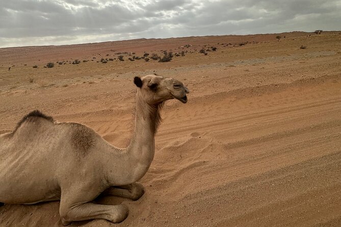 Private Safari tour and Wadi in 4x4 with a local guide - A private 4x4 day from Muscat to Wahiba Sands and the wadi