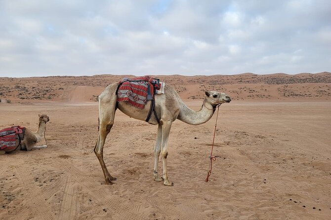 Private Safari tour and Wadi in 4x4 with a local guide - Omani desert time: dunes, wide skies, and sunset potential