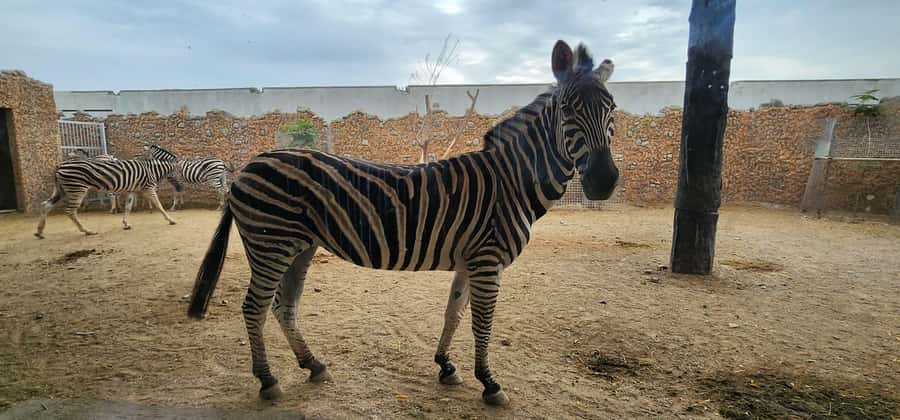 Safari World Zoo and Wahiba Sands with Sunset - Guides Make It Personal, Especially With Names Like Mohammed and Salim