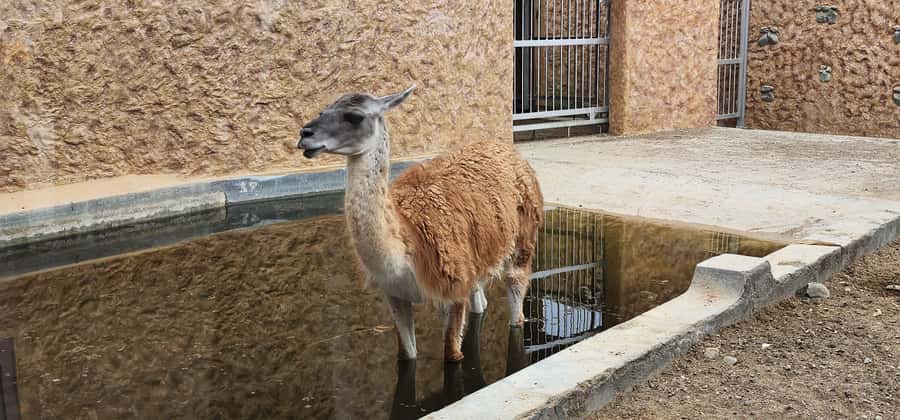Safari World Zoo and Wahiba Sands with Sunset - Should You Book This Wahiba Sands Sunset Tour?