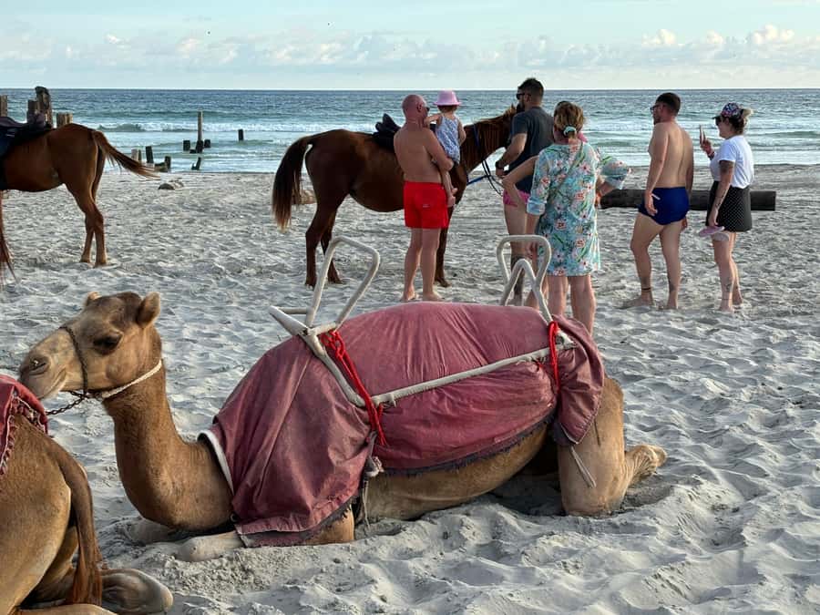 Salalah: Camel Riding on the Beach - Hotel pick-up, small groups, and how guides manage families