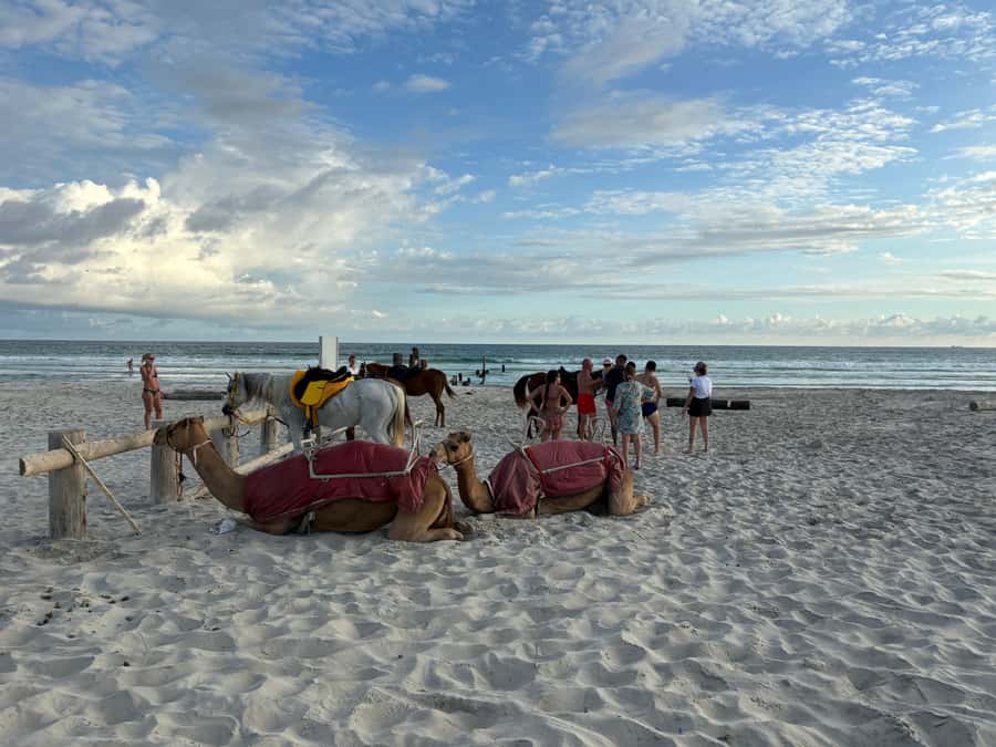 Salalah: Camel Riding on the Beach - Safety reality: guides help, but you should still watch the camel setup
