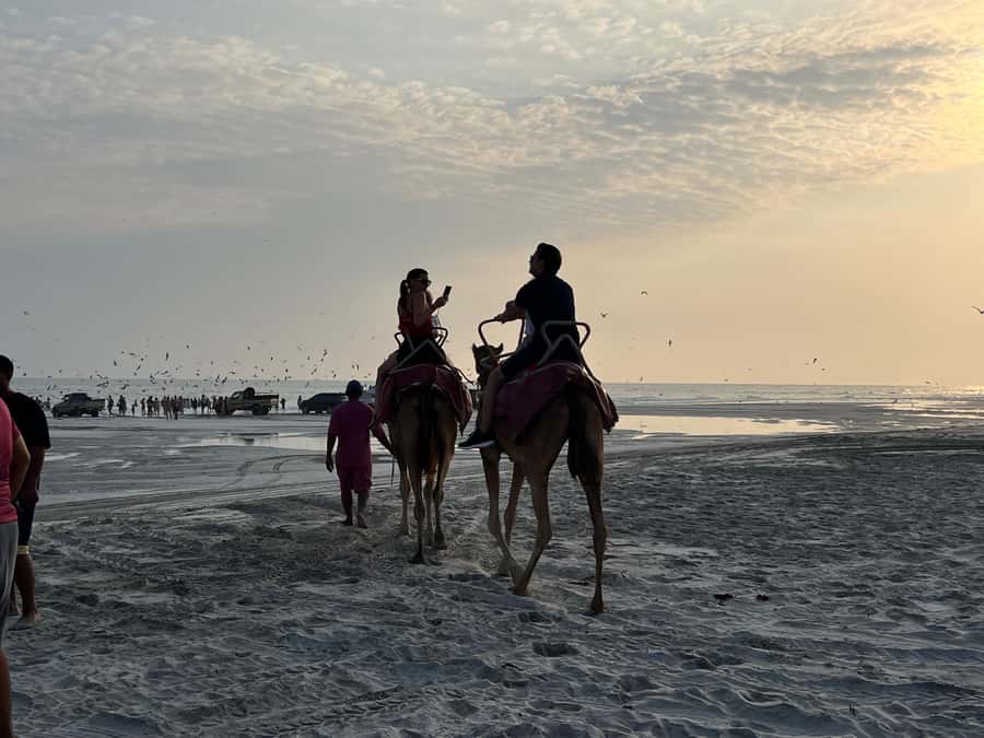 Salalah: Camel Riding on the Beach - Price check: is $45 per person good value in Salalah