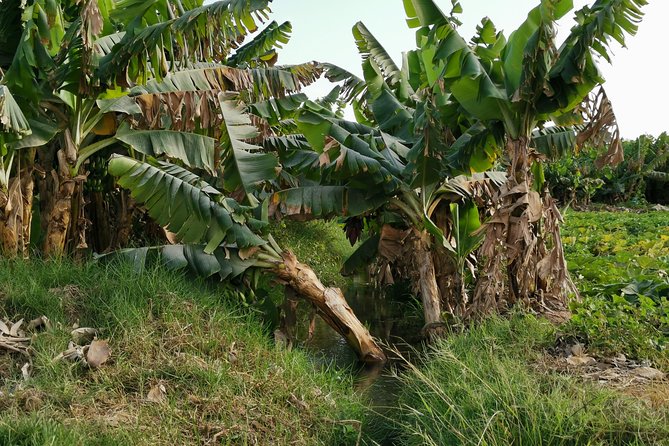 Salalah City private tour - all-inclusive sightseeing tour - Coconut and banana plantations: irrigation systems and tastings that feel real
