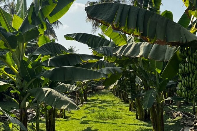 Salalah City Tour: Discover Salalahs Treasures with a Local Guide - Al Hafa Waterfront: a gentle walk with sea breeze and snack options