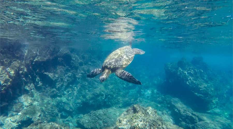 Salalah: Discover Mirbat's Snorkeling Paradise Guided Tour - Key highlights worth planning for