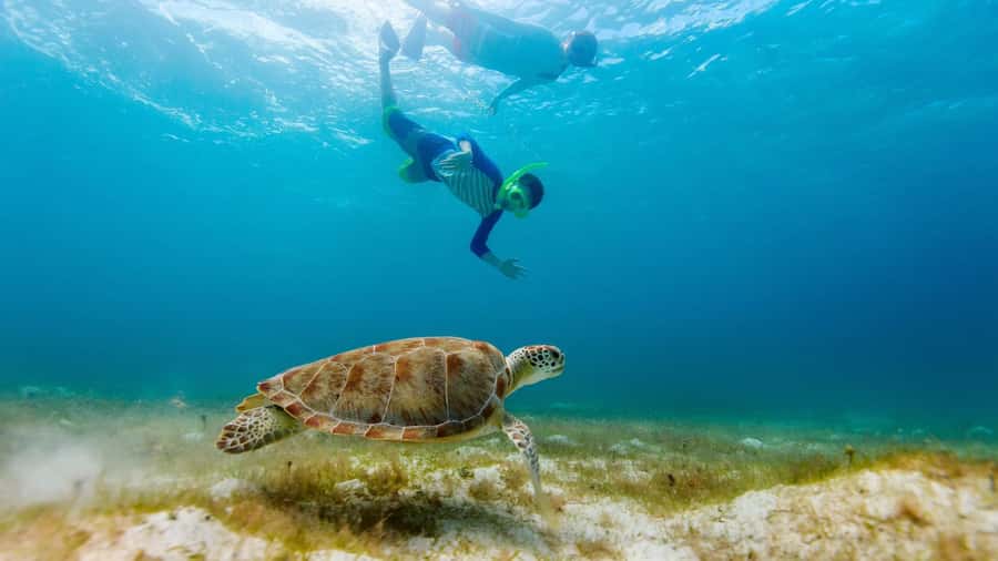 Salalah: Discover Mirbat's Snorkeling Paradise Guided Tour - Eagle Bay snorkeling in Mirbat: shallow water, reef gardens, real wildlife spotting