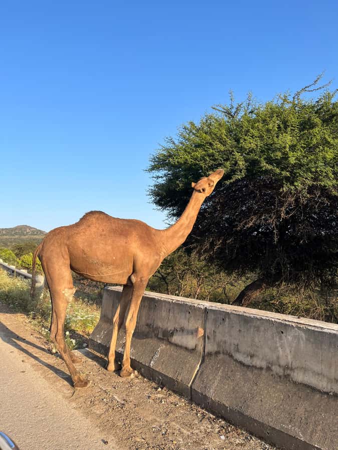 Salalah East Adventure: Waterfalls, Mountain & Safari - Safari-Style Road Moments: Camels, Cows, Goats, and Donkeys