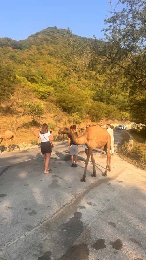 Salalah East Tour: Taqah , Darbat waterfall,camel's baobab - The middle photo-stop stretch: reading the land