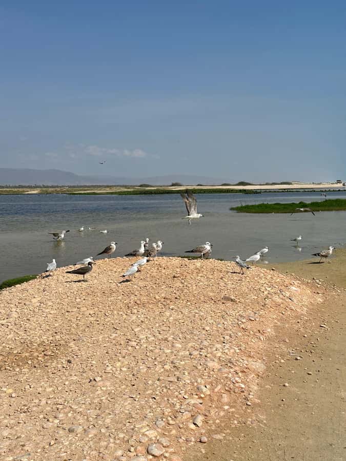 Salalah: Half-Day Guided Tour to Wadi Darbat & Mount Samhan - Mount Samhan summit: the payoff view over Jabal Samhan Nature Reserve