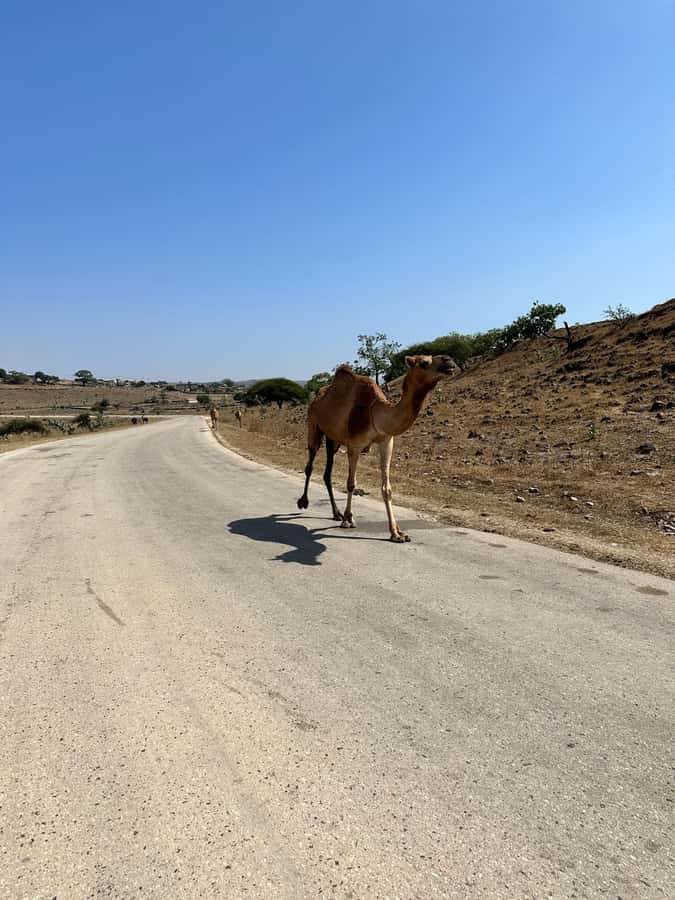 Salalah: Half-Day Guided Tour to Wadi Darbat & Mount Samhan - What the $110 price really buys, and what you still need to budget