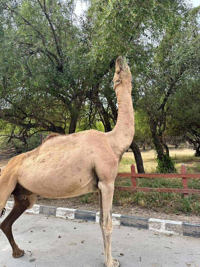 Salalah: Half-Day Guided Tour to Wadi Darbat & Mount Samhan - Who this tour suits best, and who should consider something else