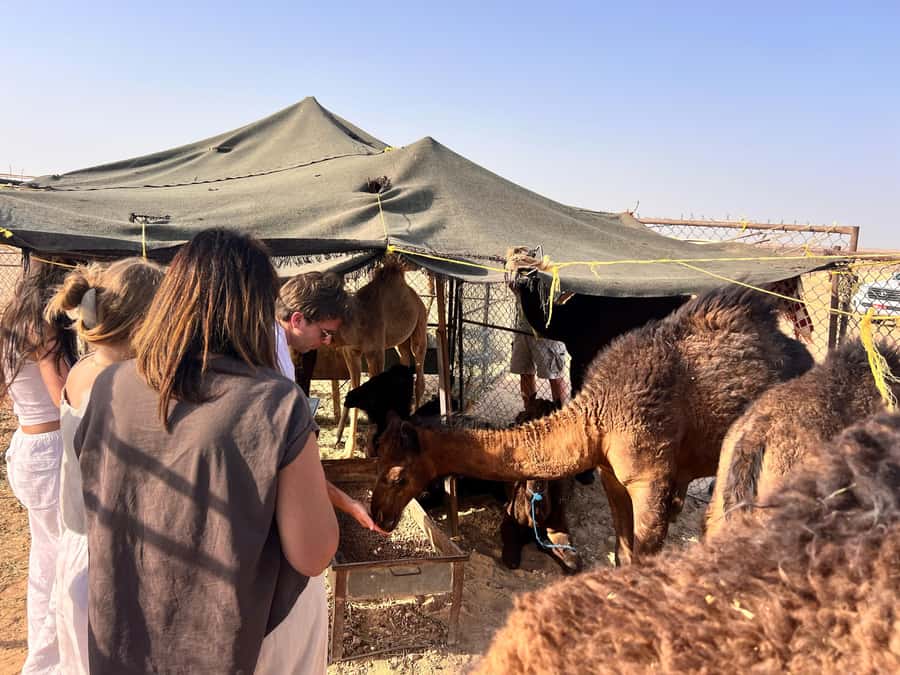 Salalah: Sunset Desert Safari - Rub Al Khali - Empty Quarter - Wadi Dawkah frankincense park, UNESCO stop on the way in