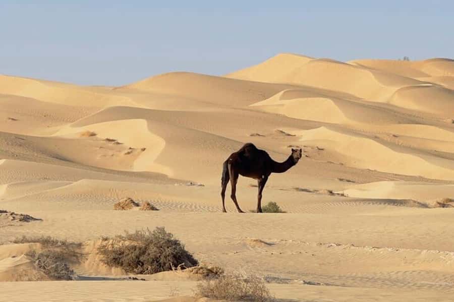 Salalah: Sunset desert safari tour in salalah(private tour) - Private guide experience: English and Italian support matters