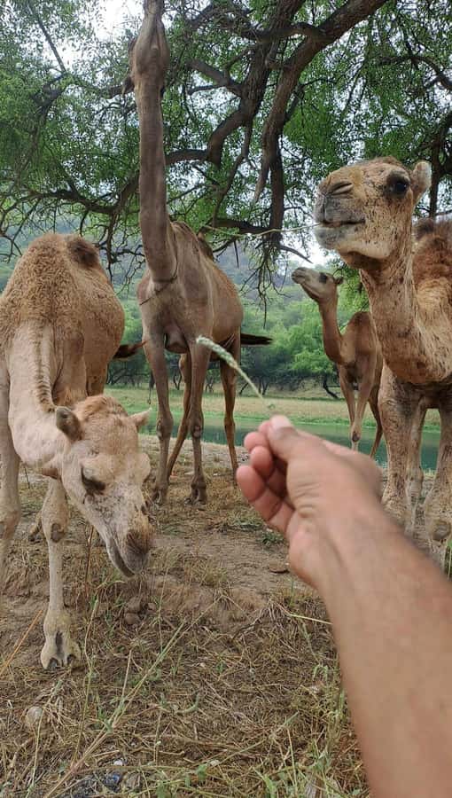 Salalah: Wadi Darbat, ,Teeq Cave - Baobou Trees Tour - Key things I’d plan around