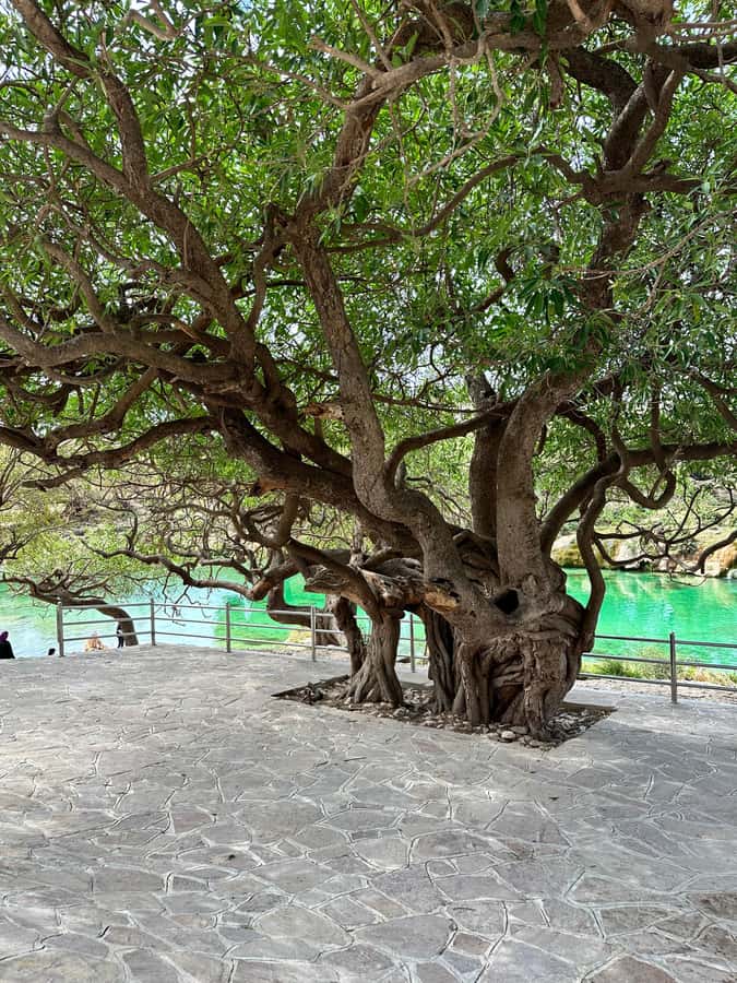 Salalah: Wadi Derbat, Jabal Samhan, & Sinkhole Private Tour - Private East Salalah: The Day That Mixes Water, Caves, and Summit Views