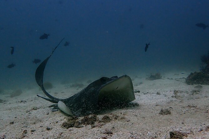 Scuba Diving Adventure in Musandam, Oman - Key highlights before you go