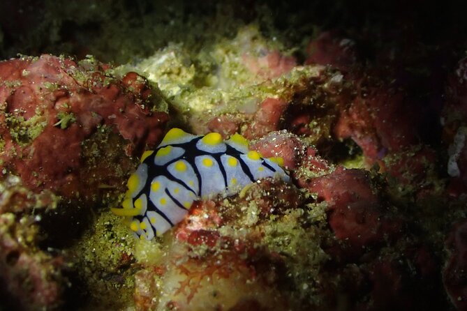 Scuba Diving Adventure in Musandam, Oman - Between sessions on the boat: water, juice, fruits, snacks