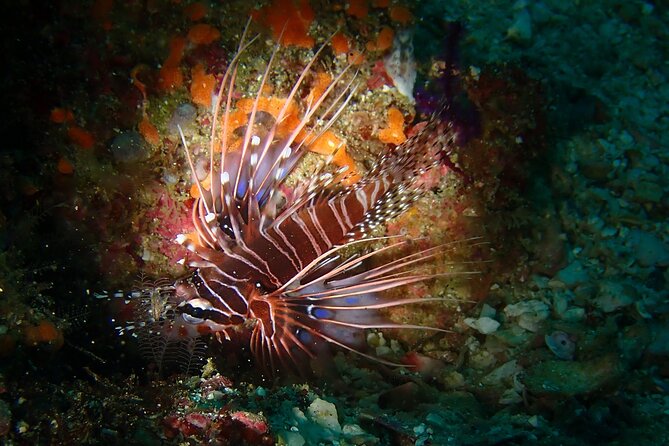 Scuba Diving Adventure in Musandam, Oman - Small group limits and the value of a $153.52 day