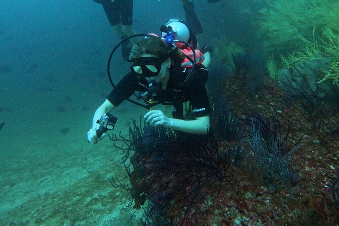 Scuba Diving Adventure in Musandam, Oman - Who should book, and who should skip