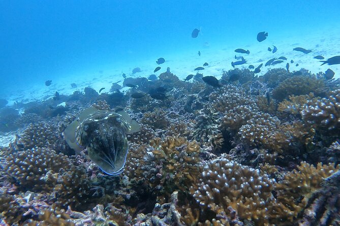 Scuba Diving in muscat - Getting to the Water: Smooth Boat Transfers and What to Watch For