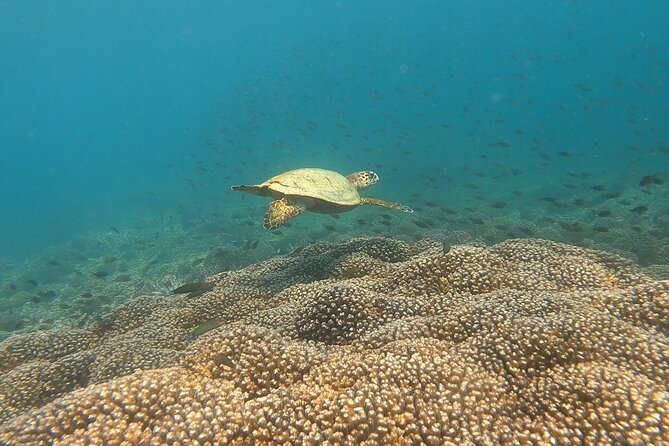 Scuba Diving in muscat - Underwater Highlights: Fish, Turtles, and the Sites Around Muscat
