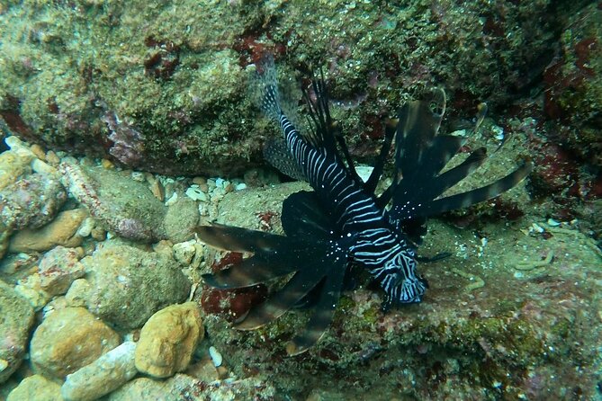 Scuba Diving in muscat - Who Should Book This Scuba Session in Muscat