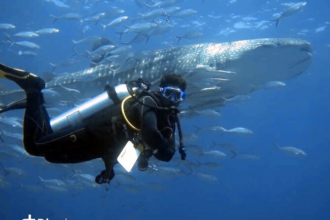 Scuba Diving Trips to Dimaniyat Islands - Key highlights you will care about