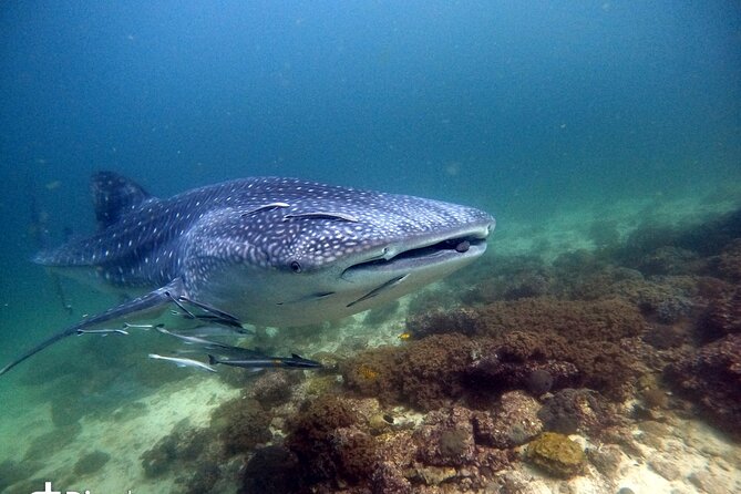 Scuba Diving Trips to Dimaniyat Islands - Daymaniyat Islands: the marine park that delivers on variety