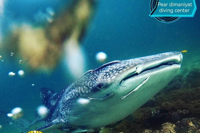 Scuba Diving Trips to Dimaniyat Islands - Why the operator’s style matters: professional operation in a small group