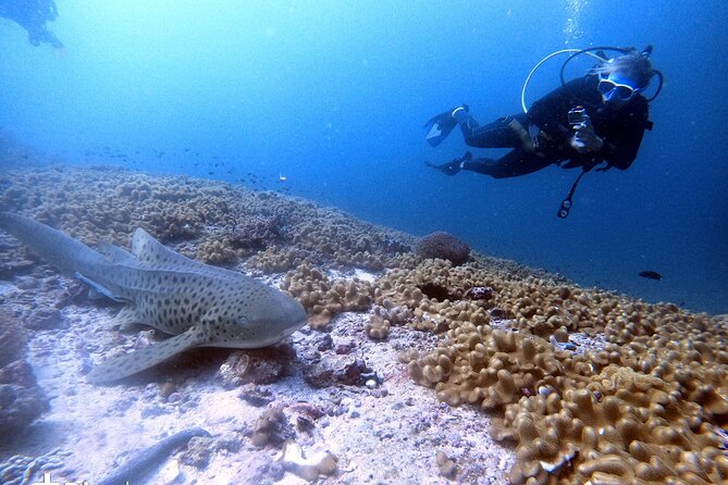 Scuba Diving Trips to Dimaniyat Islands - Value check: is $176 worth it for Muscat’s Daymaniyat half-day?