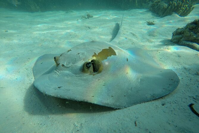 Snorkeling Adventure to Daymaniat Islands - Key highlights to know before you go