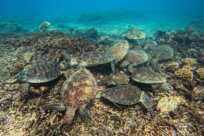Snorkeling Adventure to Daymaniat Islands - Daymaniat Islands snorkeling: the short flight from city life to reef life