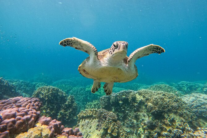 Snorkeling Adventure to Daymaniat Islands - Two snorkel stops: turtles, sharks, rays, and reef fish without the guesswork