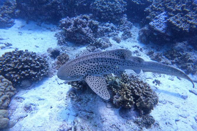 Snorkeling Adventure to Daymaniat Islands - The beach stop in Nov to Apr: photos and a real break
