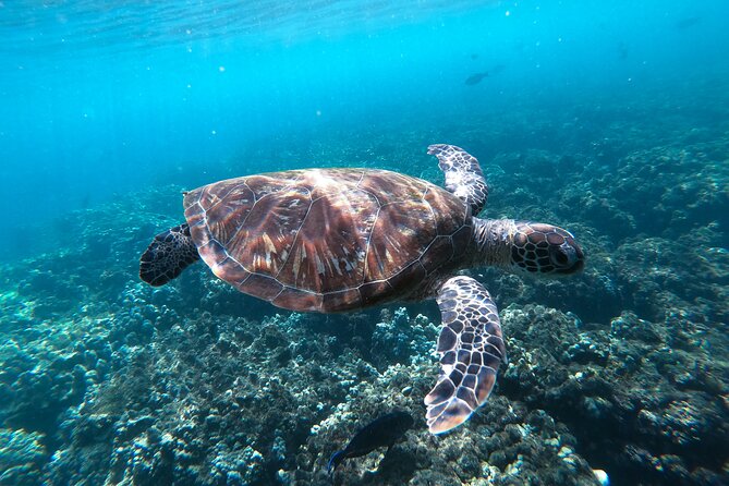 Snorkeling Adventure to Daymaniat Islands - May to Oct: no beach access, and why that’s a good thing