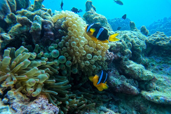 Snorkeling Adventure to Daymaniat Islands - What to bring: the one missing item people forget