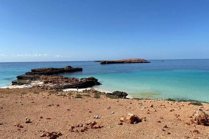 Snorkeling at Dimaniyat Islands and Dolphin Watching - Wildlife Spotting: Dolphins, Turtles, and Whale Sharks (No Guarantees, Real Chances)