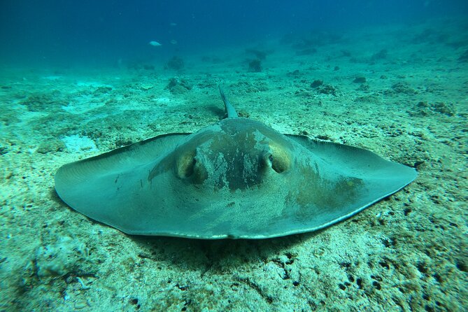 Snorkeling at Dimaniyat Islands and Dolphin Watching - Passing Al Alam Palace: a Photo Moment Without the Museum Marathon