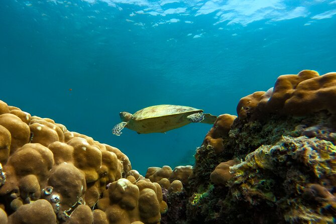 Snorkeling Experience at Ad Daymaniyat Islands in Muscat - Why Ad Daymaniyat Islands feels different from typical Muscat snorkeling