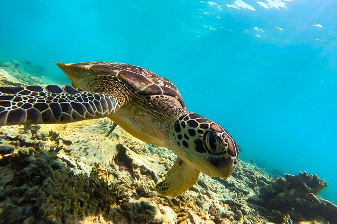 Snorkeling Experience at Ad Daymaniyat Islands in Muscat - Stop one: turtle hot-spot snorkeling with up to 25 in view